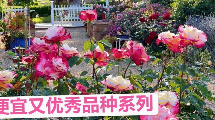 花呗月月付如何灵活运用