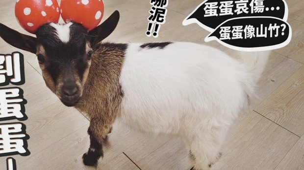 羊小咩的购物额度怎么刷出来