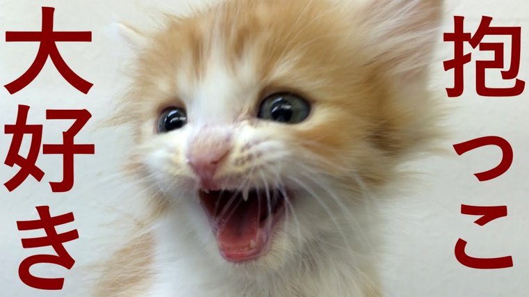 揭秘“花呗天猫秒套”：真的可信吗？