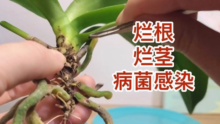 花呗问题处理指南：全能攻略