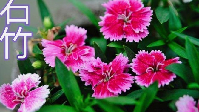 花呗套花呗技巧大揭秘