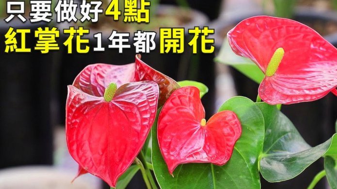 如何通过花被套现？